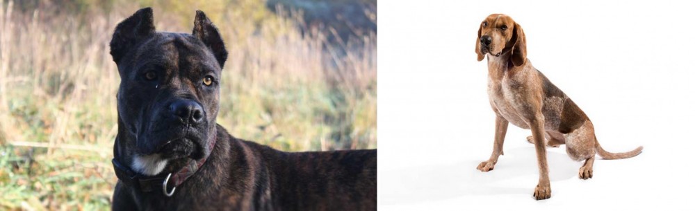 Coonhound vs Alano Espanol - Breed Comparison