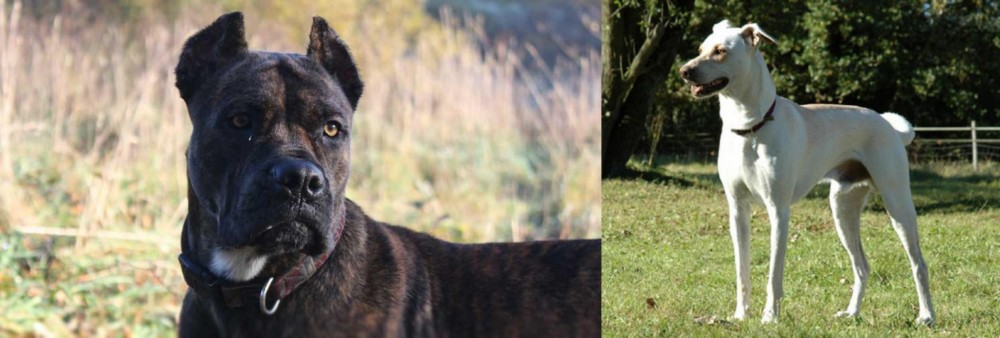 Cretan Hound vs Alano Espanol - Breed Comparison