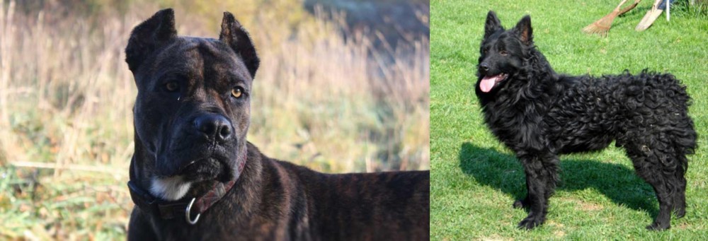 Croatian Sheepdog vs Alano Espanol - Breed Comparison