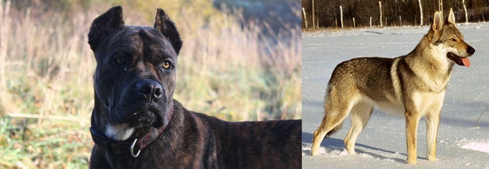 Czechoslovakian Wolfdog vs Alano Espanol - Breed Comparison