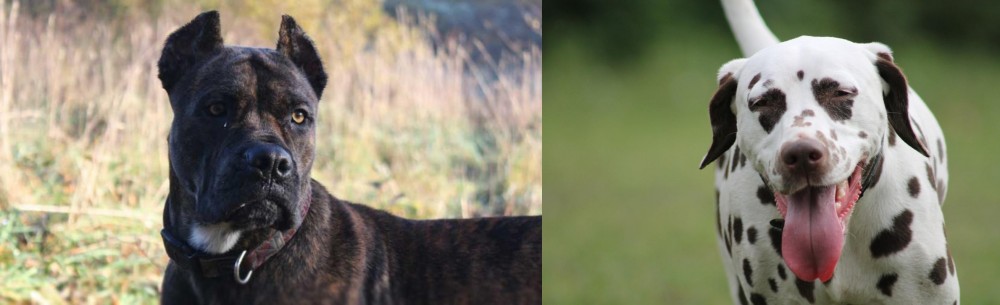 Dalmatian vs Alano Espanol - Breed Comparison