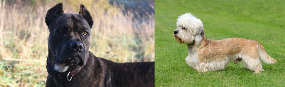 Dandie Dinmont Terrier vs Alano Espanol - Breed Comparison
