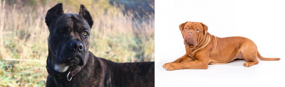 Dogue De Bordeaux vs Alano Espanol - Breed Comparison
