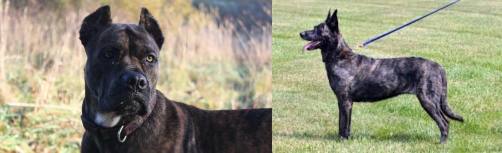 Dutch Shepherd vs Alano Espanol - Breed Comparison