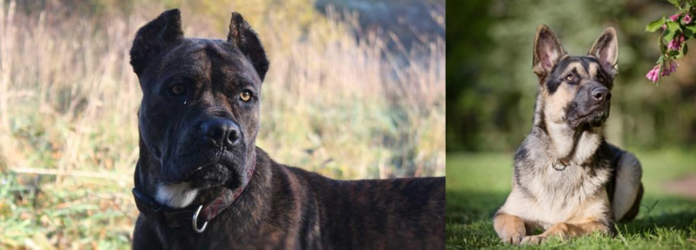 East European Shepherd vs Alano Espanol - Breed Comparison