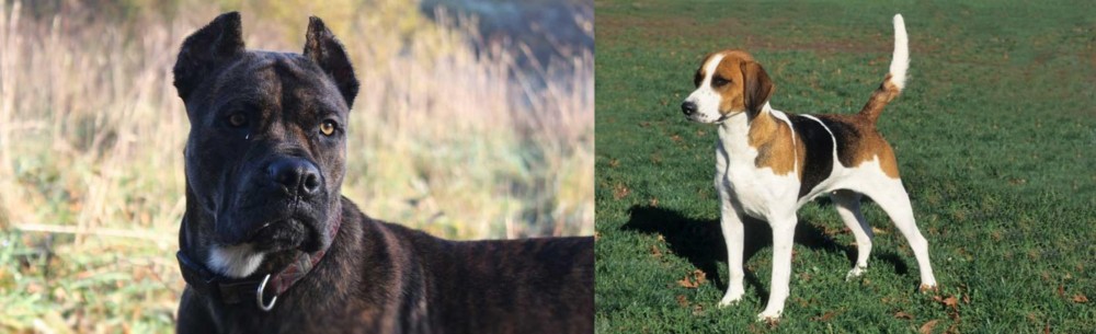 English Foxhound vs Alano Espanol - Breed Comparison
