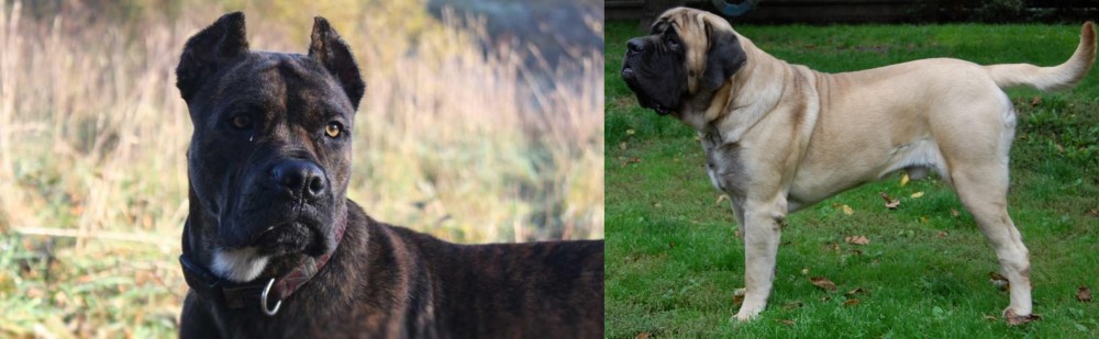 English Mastiff vs Alano Espanol - Breed Comparison