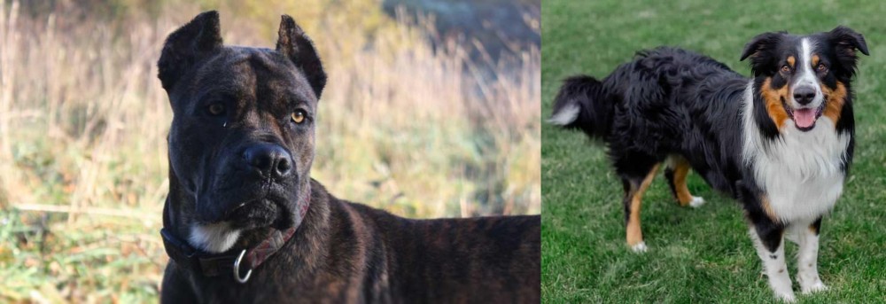 English Shepherd vs Alano Espanol - Breed Comparison