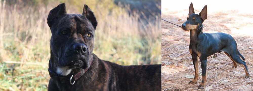 English Toy Terrier (Black & Tan) vs Alano Espanol - Breed Comparison
