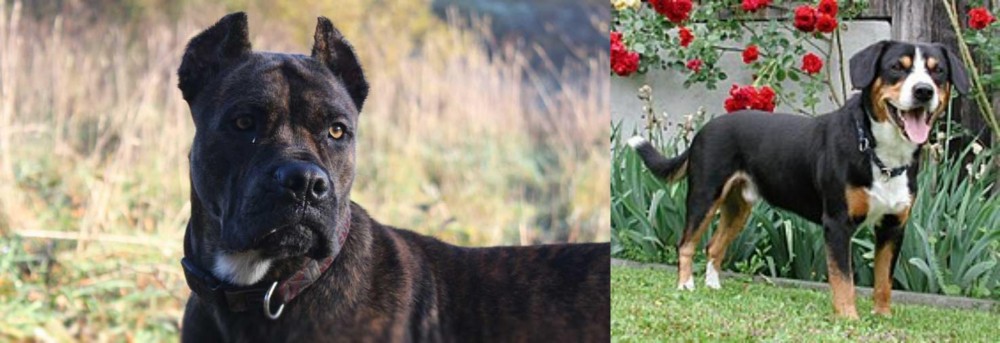 Entlebucher Mountain Dog vs Alano Espanol - Breed Comparison