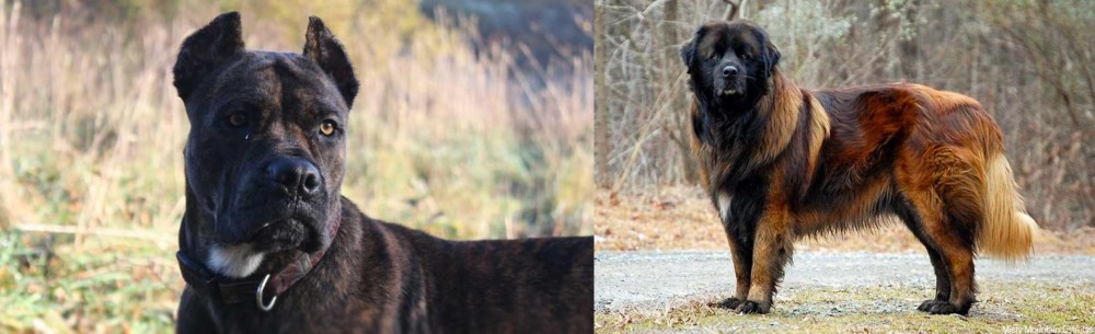 Estrela Mountain Dog vs Alano Espanol - Breed Comparison