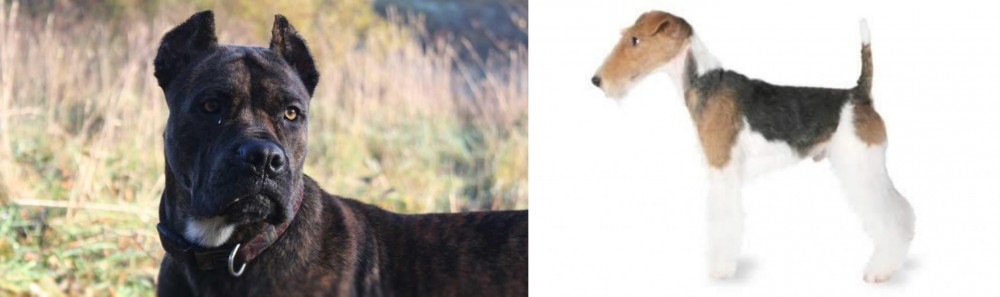 Fox Terrier vs Alano Espanol - Breed Comparison