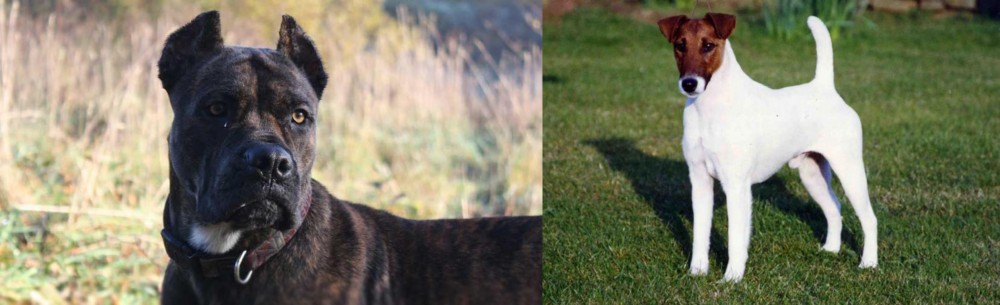 Fox Terrier (Smooth) vs Alano Espanol - Breed Comparison