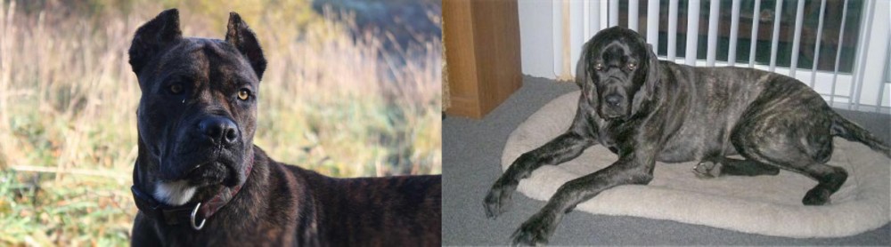Giant Maso Mastiff vs Alano Espanol - Breed Comparison