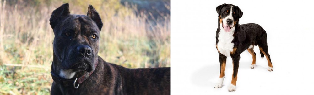 Greater Swiss Mountain Dog vs Alano Espanol - Breed Comparison