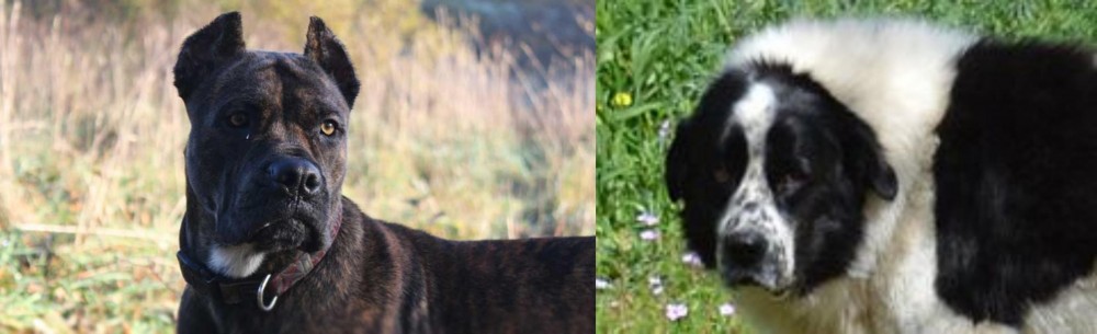 Greek Sheepdog vs Alano Espanol - Breed Comparison
