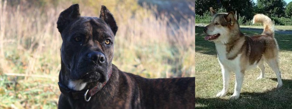 Greenland Dog vs Alano Espanol - Breed Comparison