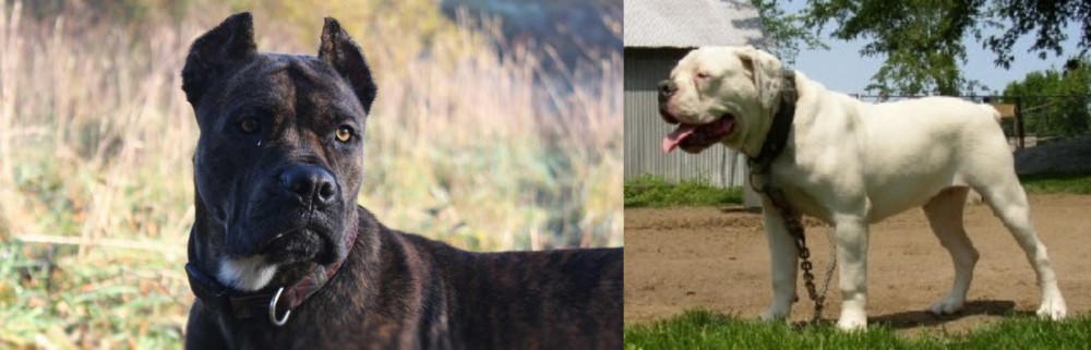 Hermes Bulldogge vs Alano Espanol - Breed Comparison