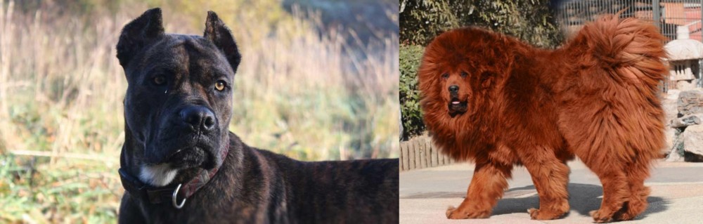 Himalayan Mastiff vs Alano Espanol - Breed Comparison