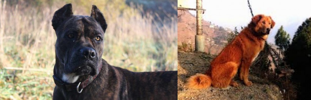 Himalayan Sheepdog vs Alano Espanol - Breed Comparison