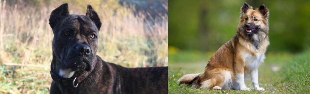 Icelandic Sheepdog vs Alano Espanol - Breed Comparison