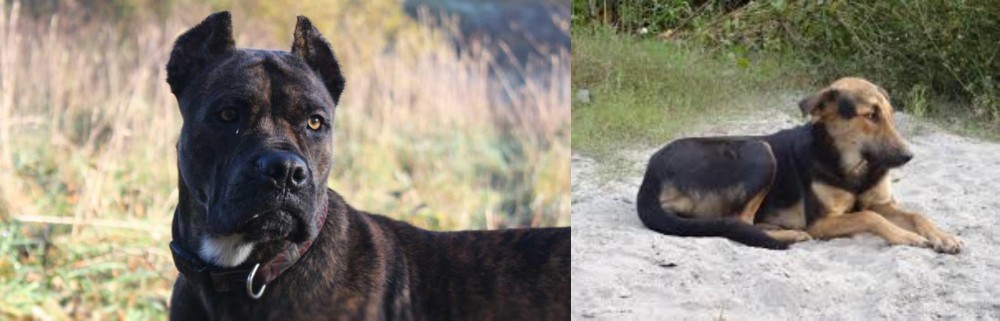 Indian Pariah Dog vs Alano Espanol - Breed Comparison