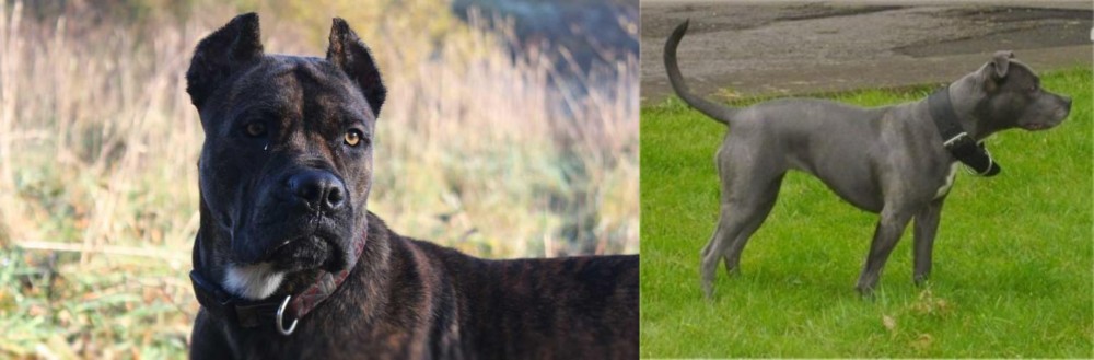 Irish Bull Terrier vs Alano Espanol - Breed Comparison