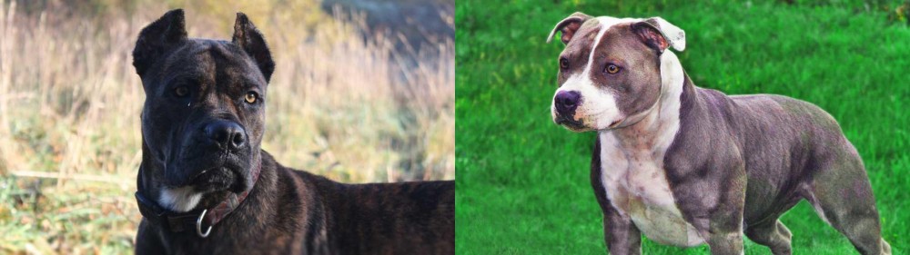 Irish Staffordshire Bull Terrier vs Alano Espanol - Breed Comparison
