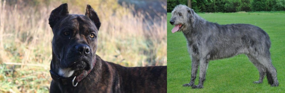 Irish Wolfhound vs Alano Espanol - Breed Comparison