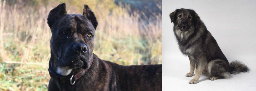Istrian Sheepdog vs Alano Espanol - Breed Comparison