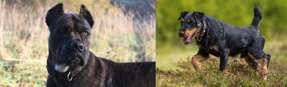 Jagdterrier vs Alano Espanol - Breed Comparison