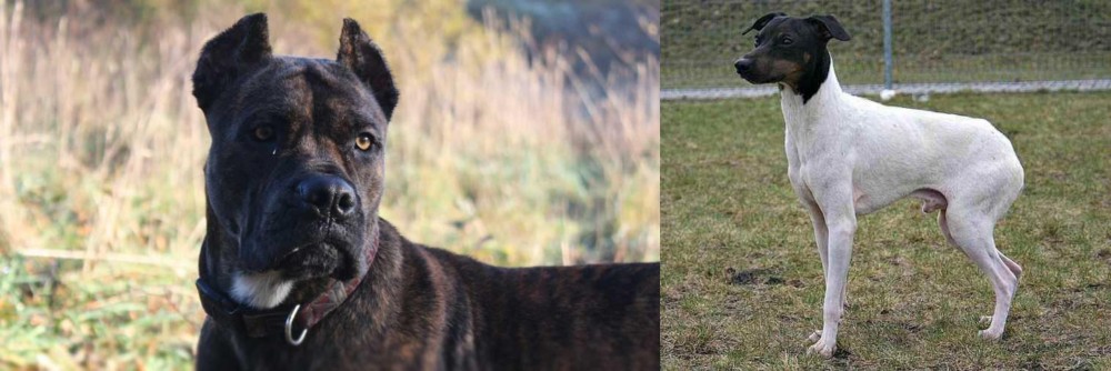Japanese Terrier vs Alano Espanol - Breed Comparison