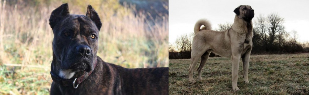 Kangal Dog vs Alano Espanol - Breed Comparison