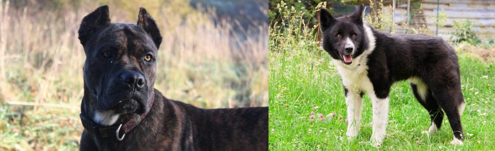 Karelian Bear Dog vs Alano Espanol - Breed Comparison