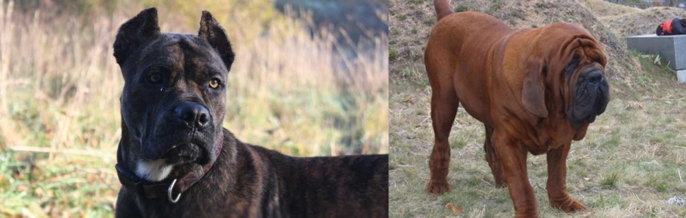 Korean Mastiff vs Alano Espanol - Breed Comparison