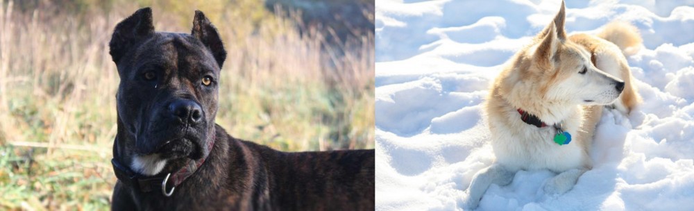 Labrador Husky vs Alano Espanol - Breed Comparison