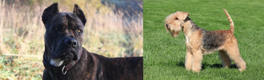 Lakeland Terrier vs Alano Espanol - Breed Comparison