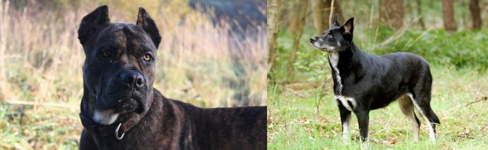 Lapponian Herder vs Alano Espanol - Breed Comparison