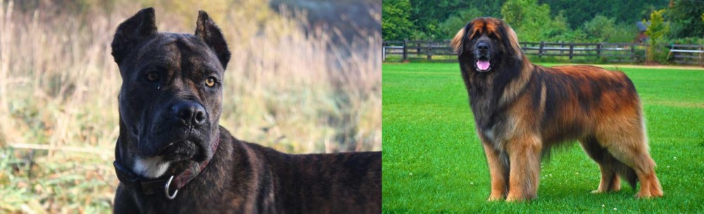 Leonberger vs Alano Espanol - Breed Comparison