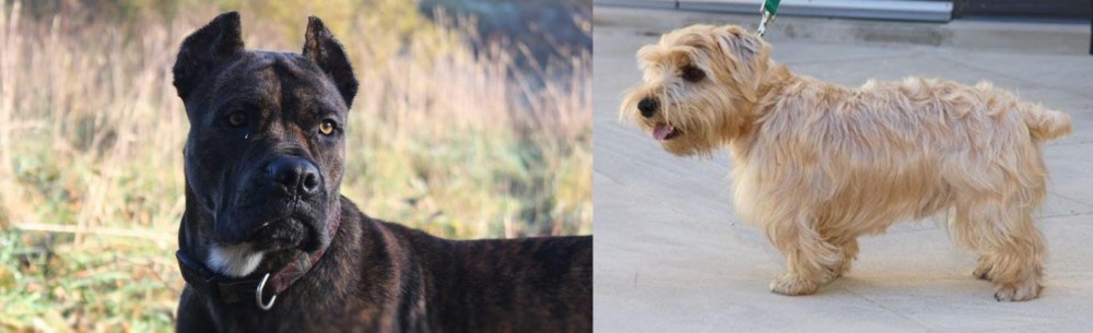 Lucas Terrier vs Alano Espanol - Breed Comparison