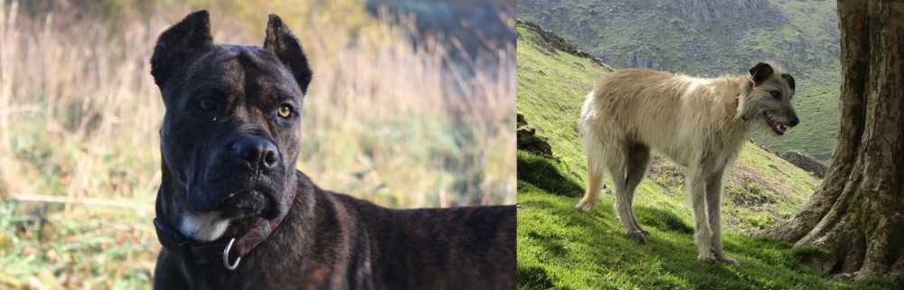 Lurcher vs Alano Espanol - Breed Comparison