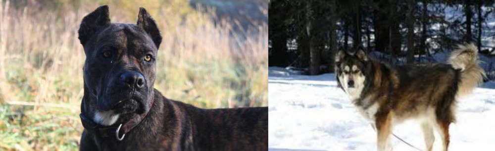 Mackenzie River Husky vs Alano Espanol - Breed Comparison
