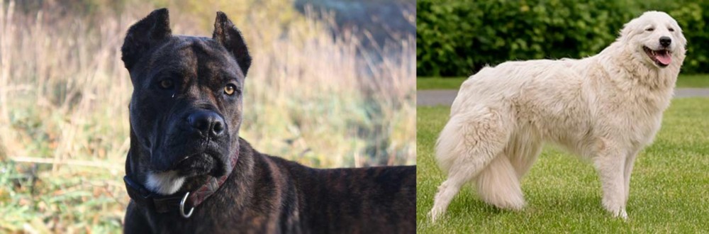 Maremma Sheepdog vs Alano Espanol - Breed Comparison
