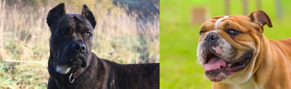 Miniature English Bulldog vs Alano Espanol - Breed Comparison