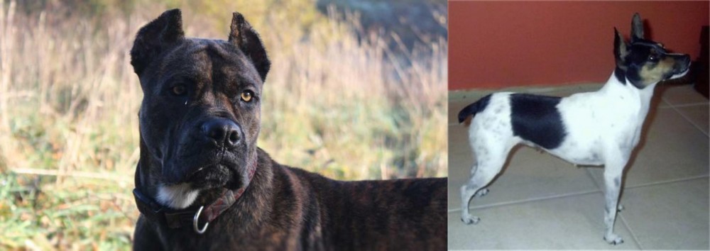 Miniature Fox Terrier vs Alano Espanol - Breed Comparison