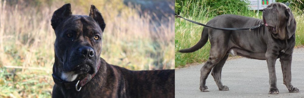 Neapolitan Mastiff vs Alano Espanol - Breed Comparison
