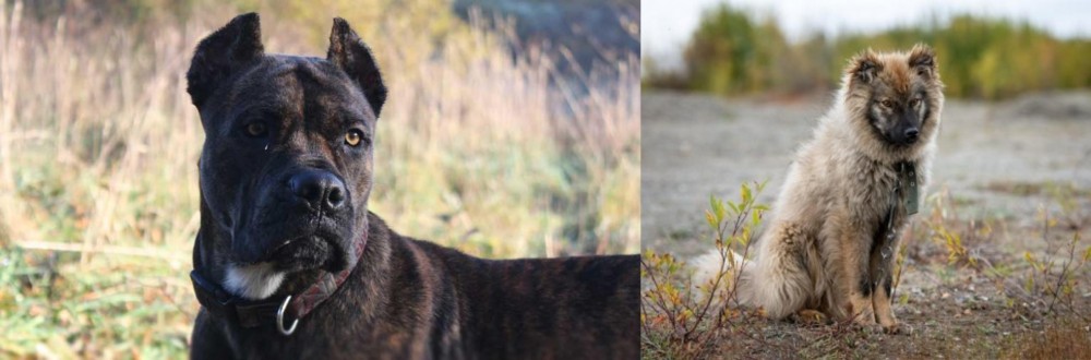 Nenets Herding Laika vs Alano Espanol - Breed Comparison