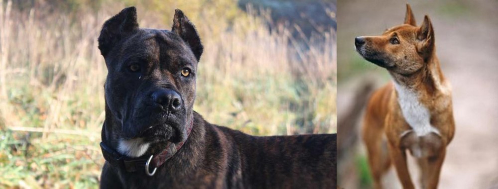 New Guinea Singing Dog vs Alano Espanol - Breed Comparison