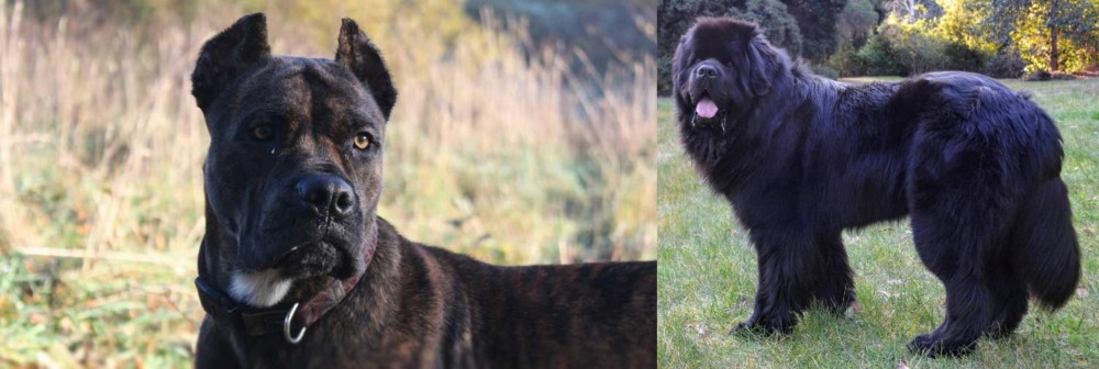 Newfoundland Dog vs Alano Espanol - Breed Comparison