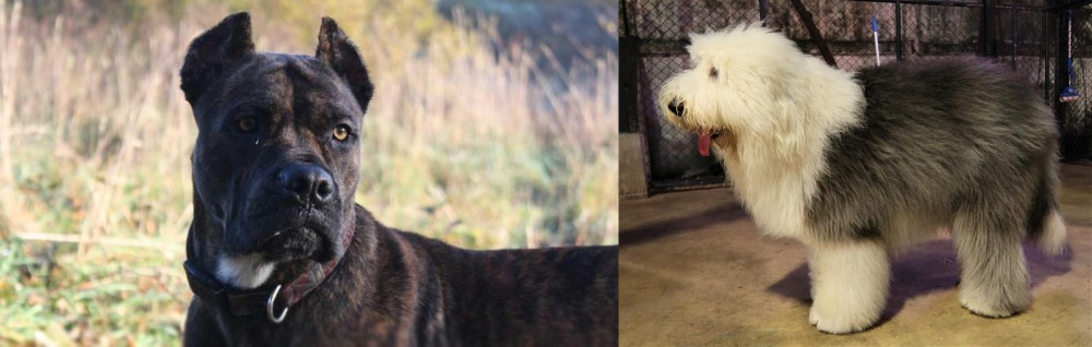 Old English Sheepdog vs Alano Espanol - Breed Comparison